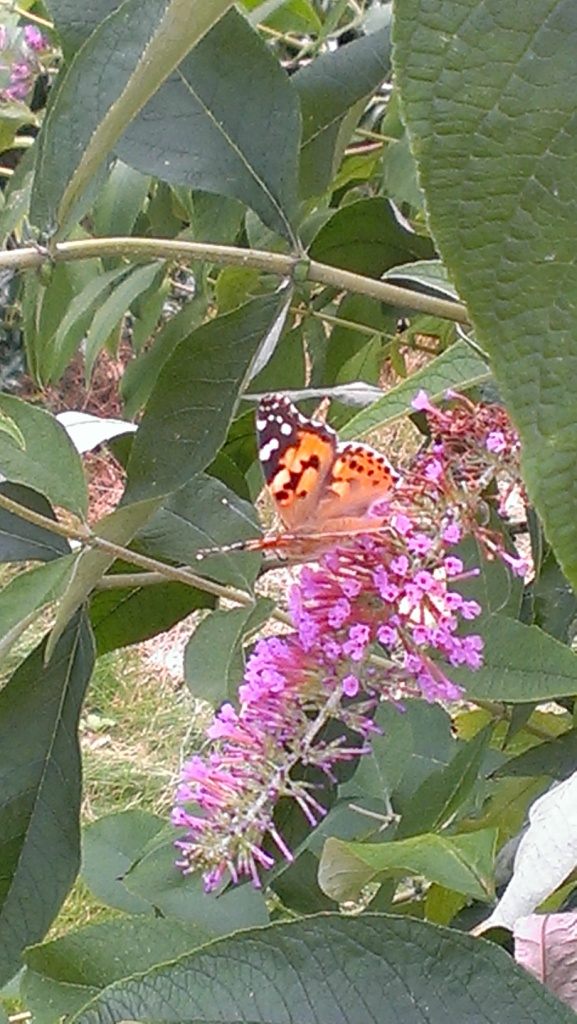 IMAG0528
