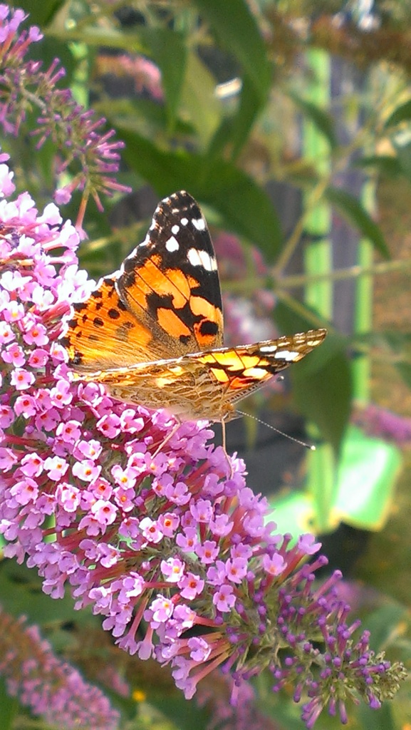 IMAG0547