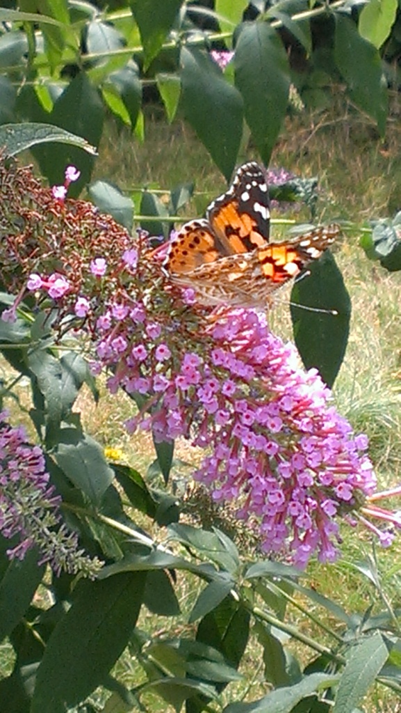 IMAG0554